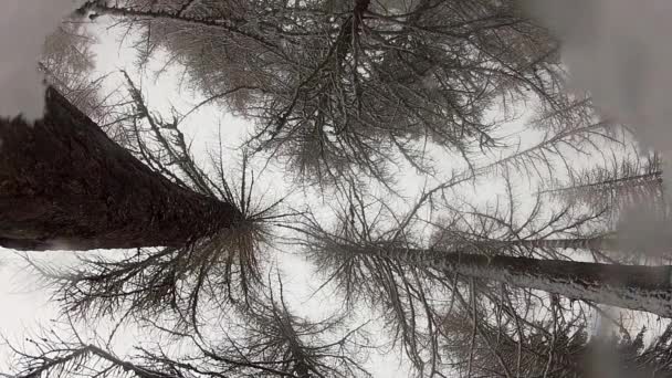 Larchi Nel Paesaggio Durante Nevicata Larix Decidua — Video Stock