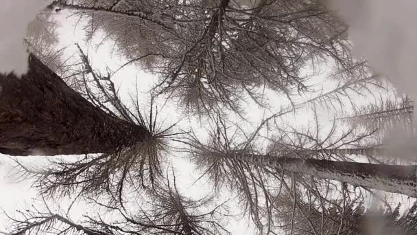 Модрини Взимку Поки Йде Сніг — стокове відео