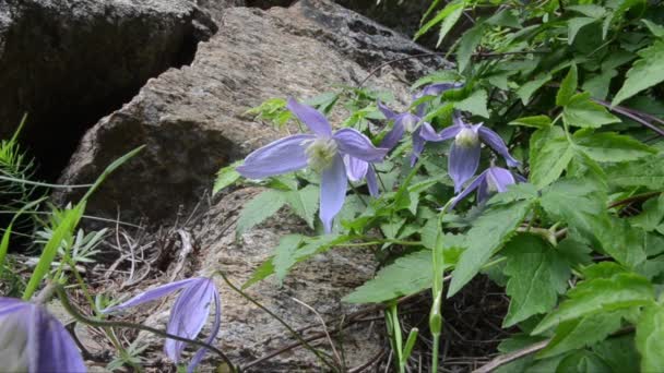 Clematis Alpina Flores Montaña Parque Nacional Gran Paradiso — Vídeo de stock