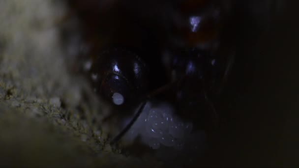 Formiga Rainha Coloca Ovo Formigueiro Subterrâneo Formigueiro Artificial Ovo Formiga — Vídeo de Stock