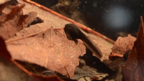 Γυρίνος Bufo Bufo Toad Γυρίνους Κοινή Φρύνος Υποβρύχια — Αρχείο Βίντεο