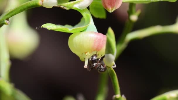 Formiga Está Procurando Pólen Uma Flor Mirtilo — Vídeo de Stock