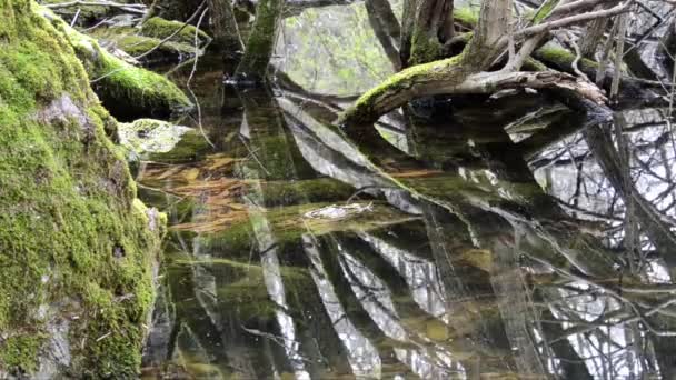 Reflexion Wasser Reflexion Holz Unterholz Frühling Trockene Blätter Blätter Abgestorbene — Stockvideo