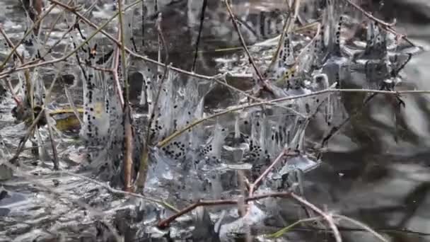 Toad Katak Biasa Bufo Bufo Kopling Amfibi Kayu Daun Tersembunyi — Stok Video