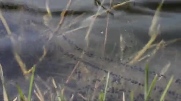 Sapo Sapo Comum Bufo Bufo Acoplamento Anfíbio Madeira Folhas Oculto — Vídeo de Stock