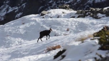 Chamois snovy alanına taşıma
