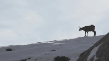 Chamois (Rupicapra rupicapra) chamois bir sırt içinde belgili tanımlık kış yürüyüş