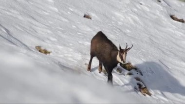 Chamois snovy alanına taşıma