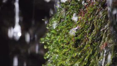 Yeşil yosun üzerindeki şelaleyi kapat