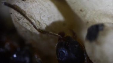 karıncalar, aşırı yakın çekim, yapay karınca yuvası, underground, İşçi karınca, Pupa, Gran Paradiso Milli Parkı, Cogne, Valnontey, Valle d'Aosta, İtalya, hiçbir insan,