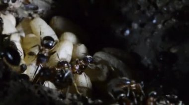 karıncalar, aşırı yakın çekim, yapay karınca yuvası, underground, İşçi karınca, Pupa, Gran Paradiso Milli Parkı, Cogne, Valnontey, Valle d'Aosta, İtalya, hiçbir insan,