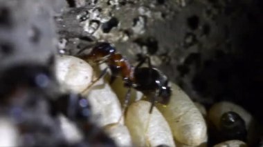 karıncalar, aşırı yakın çekim, yapay karınca yuvası, underground, İşçi karınca, Pupa, Gran Paradiso Milli Parkı, Cogne, Valnontey, Valle d'Aosta, İtalya, hiçbir insan,