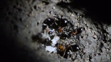 karıncalar, aşırı yakın çekim, yapay karınca yuvası, underground, İşçi karınca, Pupa, Gran Paradiso Milli Parkı, Cogne, Valnontey, Valle d'Aosta, İtalya, hiçbir insan,