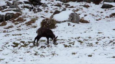 Rupicapra rupicapra, camoscio, chamois, kar, Gran Paradiso Milli Parkı, Rupicapra rupicapra, chamois, aşırı yakın çekim, kar, buz, yiyecek arama, Gran Paradiso milli parkı, Cogne, Valnontey, Valle d'Aosta, İtalya, kış
