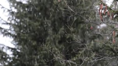 Odun, kar, kar, kar, kar, kar, buz, soğuk, donma, ağaçlar, Gran Paradiso Ulusal Parkı, Cogne, Valnontey, Valle d 'Aosta, İtalya,