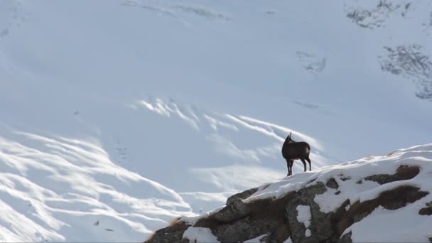 Rupicapra Rupicapra Zeem Run Winter Sneeuw Ijs Landschap Zoeken Naar — Stockvideo