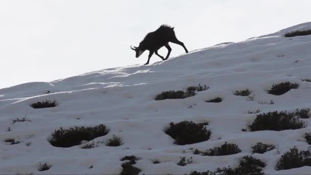 Chamois Rupicapra Rupicapra Gamuza Caminando Sobre Una Cresta Invierno — Vídeos de Stock
