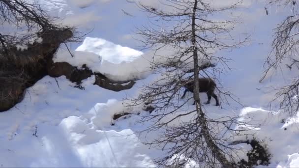 Rupicapra Rupicapra Gemzen Sneeuw Ijs Zoek Voedsel Nationaal Park Gran — Stockvideo