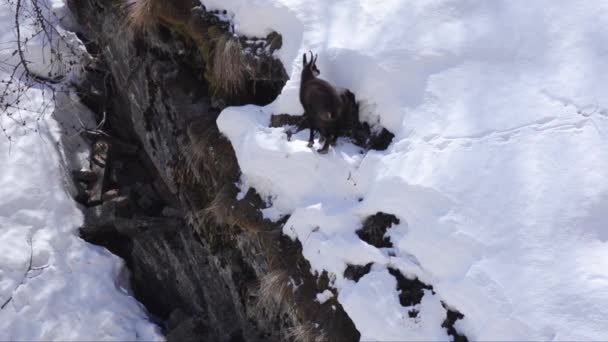 Rupicapra Rupicapra Gamuza Nieve Hielo Búsqueda Comida Parque Nacional Gran — Vídeo de stock