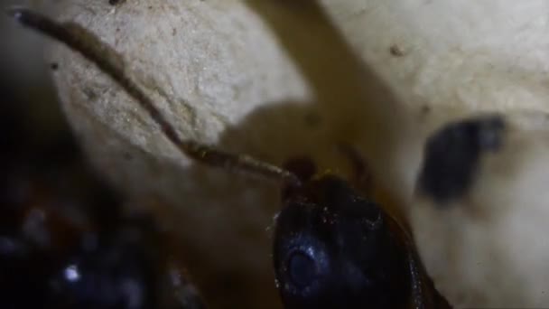 Myror Extrem Närbild Konstgjorda Myrstacken Underground Trappkärra Puppor Gran Paradiso — Stockvideo