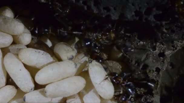Mravenci Extrémní Detail Umělé Mraveniště Underground Pracovník Kukly Gran Paradiso — Stock video