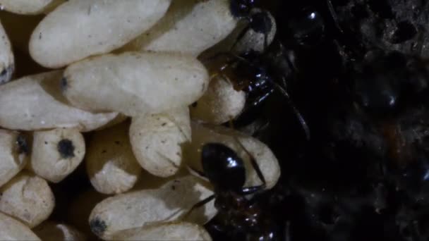 Formiche Primo Piano Estremo Formicaio Artificiale Sotterraneo Formica Operaia Pupa — Video Stock