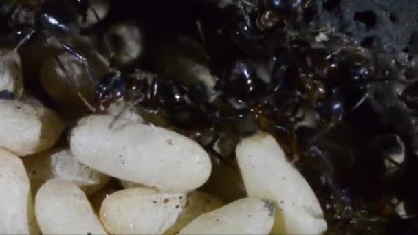 Hormigas Primer Plano Extremo Hormiguero Artificial Subterráneo Hormiga Trabajadora Pupa — Vídeos de Stock