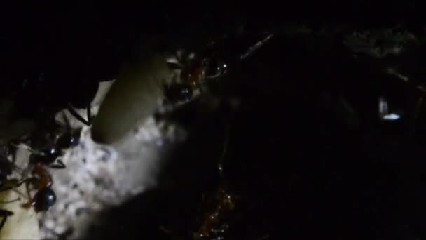 Ameisen Extreme Nahaufnahme Künstlicher Ameisenhaufen Bahn Arbeiterameise Puppe Gran Paradiso — Stockvideo