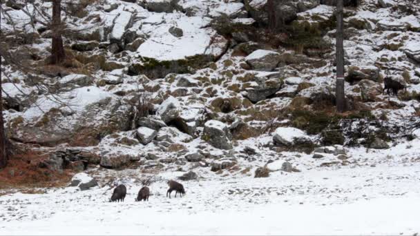 Rupicapra Rupicapra Camoscio Chamois Snow Gran Paradiso National Park Rupicapra — Stock Video