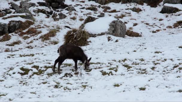 Rupicapra Rupicapra Camoscio Chamois Snow Gran Paradiso National Park Rupicapra — стоковое видео