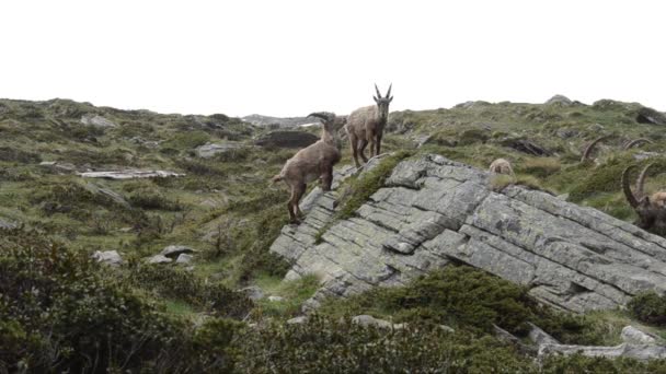 Young Male Ibexes Coupling Alpine Praire — Stock Video