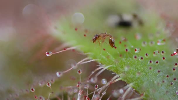 Formica Catturata Dalla Pianta Carnivourus Drosera — Video Stock