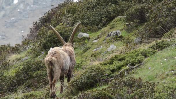 Male Ibexes Walking Alpine Praire — Stock Video