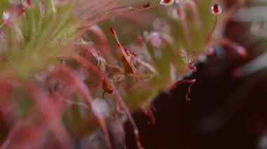 böcek carnivourus bitki (Drosera sp.) tarafından ele geçirildi. Pedicels yapışkan.
