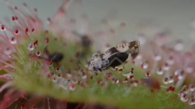 böcek carnivourus bitki (Drosera sp.) tarafından ele geçirildi. Pedicels yapışkan.
