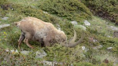Ibex (Capra ibex) portre