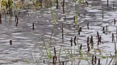 Dağ baharında at kuyruğu