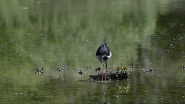 Göl veya nehirde yuvadaki kuş