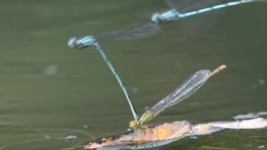 damselfly, odonata, zigoptera, kaplin, damselfly, Lestes sponsa, libellula, odonata, zigoptera, Ticino nehri, Ticino Nehri Bölge Parkı, İtalya,