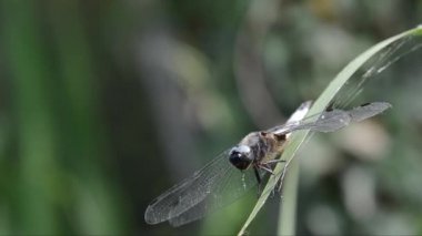 Libellula depressa, yusufçuk, Odonata, Anisoptera,