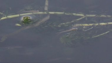 Bir gölet yüzeyinde kaplin Damselfly