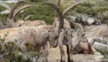 Ibex (Capra ibex) portre