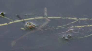 Bir gölet yüzeyinde kaplin Damselfly