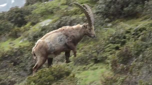 Gli Ibex Maschi Camminano Nella Prateria Alpina — Video Stock