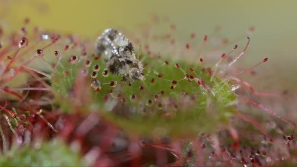 Insekt Geriet Durch Carnivourus Pflanze Drosera Die Blütenstiele Sind Klebrig — Stockvideo