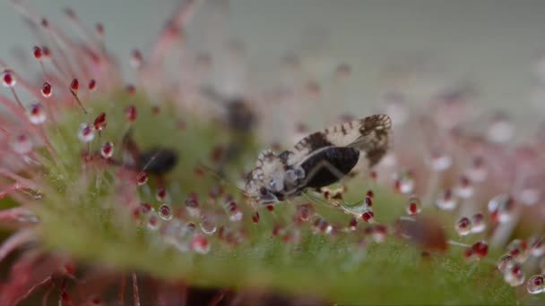 Insetto Catturato Dalla Pianta Carnivourus Drosera Pedicelli Sono Appiccicosi — Video Stock