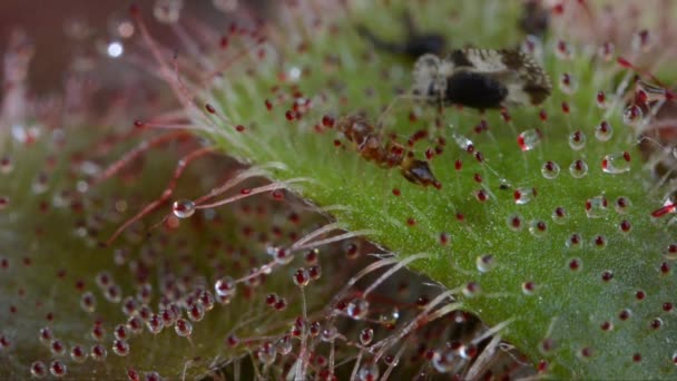 Insetto Catturato Dalla Pianta Carnivourus Drosera Pedicelli Sono Appiccicosi — Video Stock