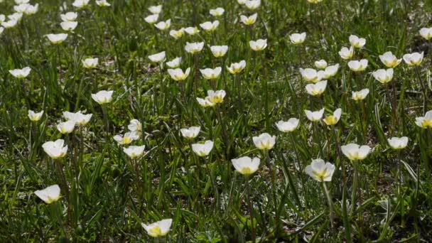 Mooie Bloemen Winderig Veld — Stockvideo