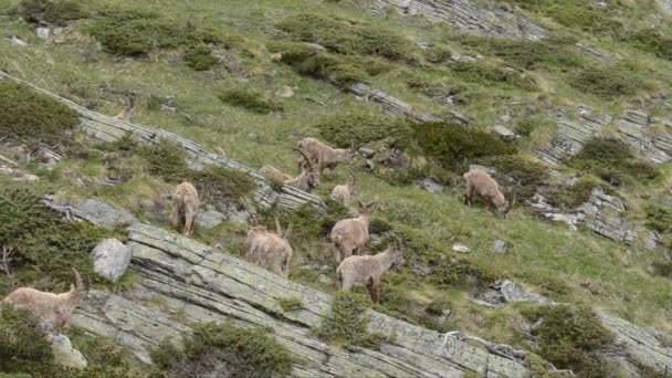 Ibexes Alpejskim Praire — Wideo stockowe