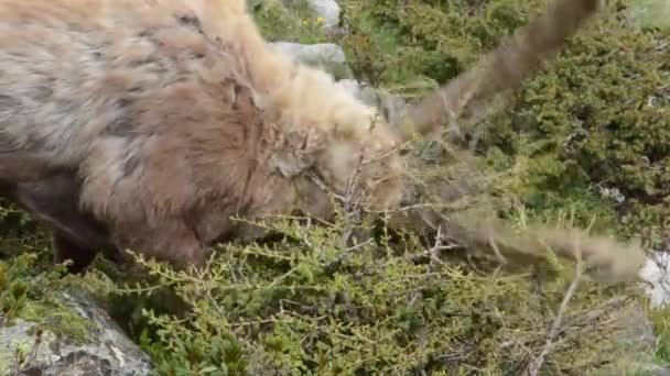 Steenbok Krassen Zijn Hoofd Capra Steenbok — Stockvideo